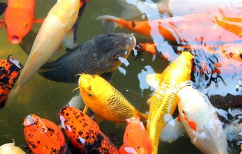 鯉魚風水|水即是財，風水錦鯉魚的這些養法、禁忌，不知道小心倒霉！